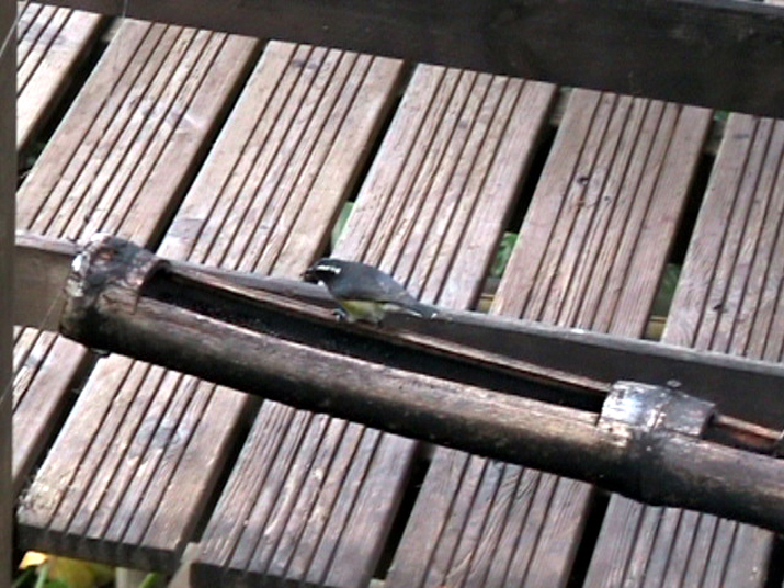 17a - Parc des Mamelles - Zoo 022.jpg